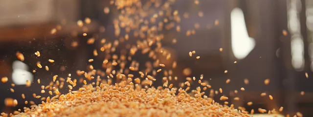 Getreide (Weizen) fällt auf einen Haufen