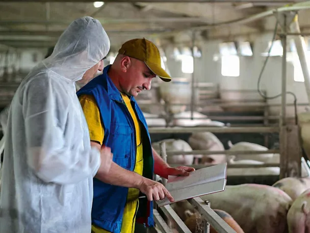 Hygiene im Schweinestall