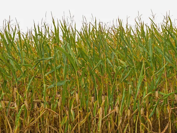 Trockengeschädigter Mais Trockengeschädigter Mais