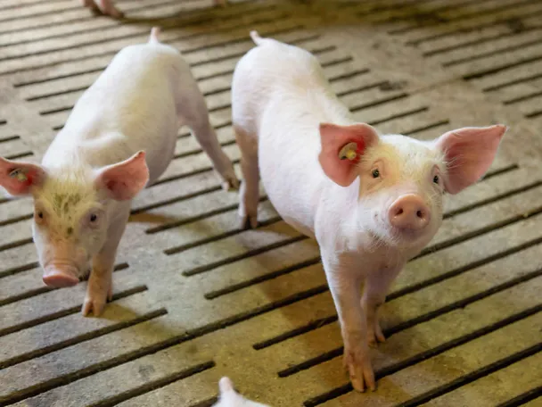 Ferkel Ferkel