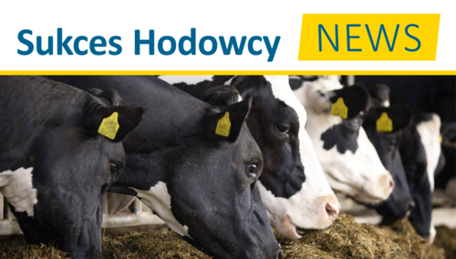 SHNBYDŁO1_rdax_500x284_75