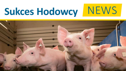 SHNTRZODA_rdax_500x284_75