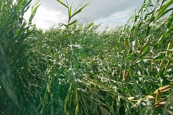 Szkody w roślinach kukurydzy