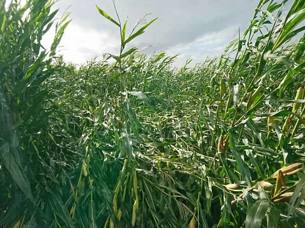 Szkody w roślinach kukurydzy