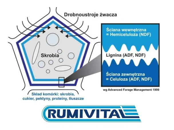 RUMIVITAL RUMIVITAL