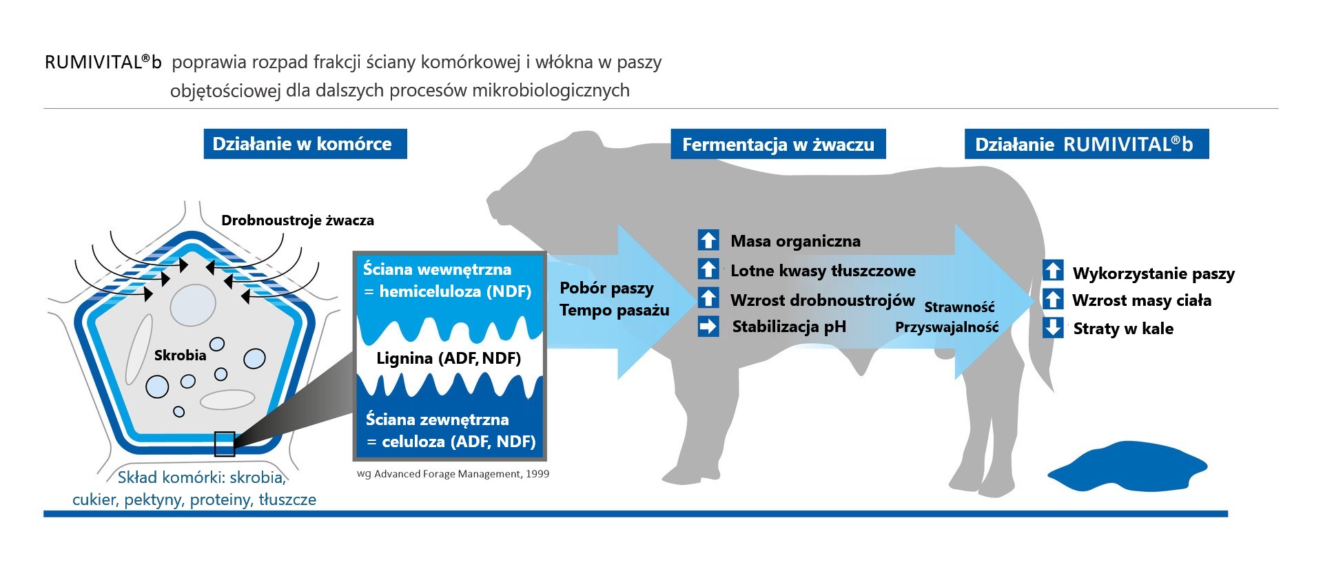 Opasy