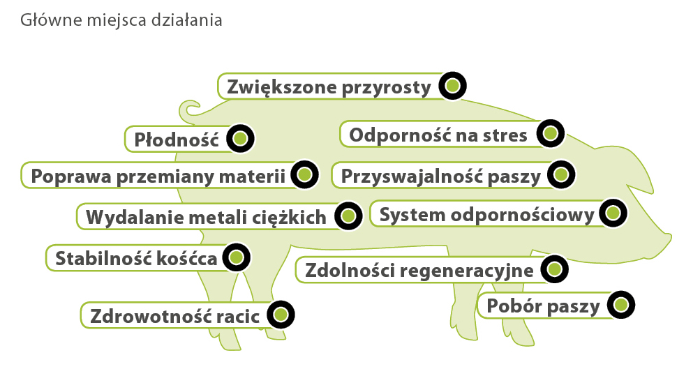Główne miejsce działania