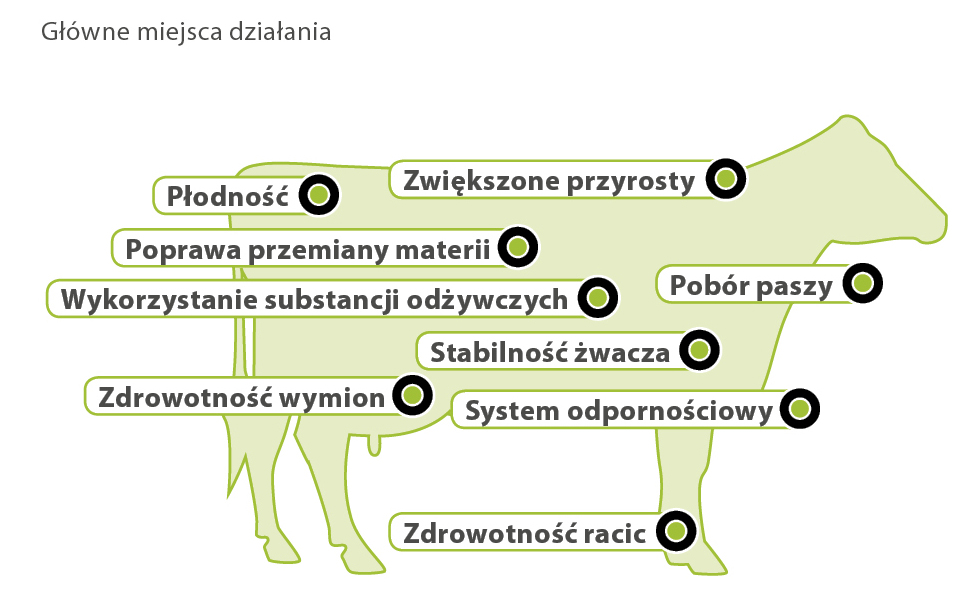 AMINOTRACE u bydła