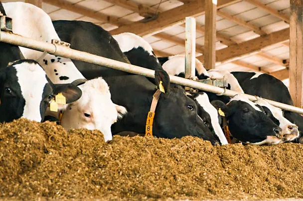 Krowy mleczne przy stole paszowym