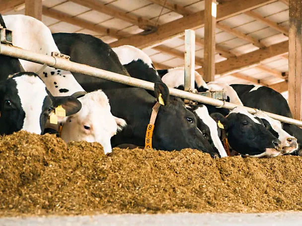 Krowy mleczne przy stole paszowym