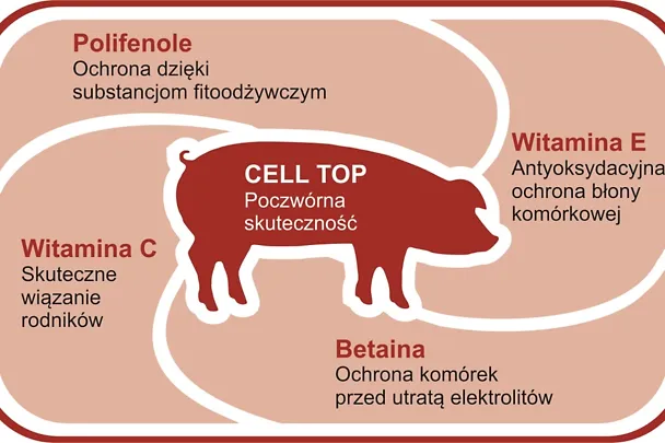 Działanie CELL-TOP