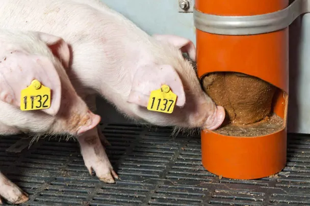 Prosięta z SCHAUMANN SIXPIG