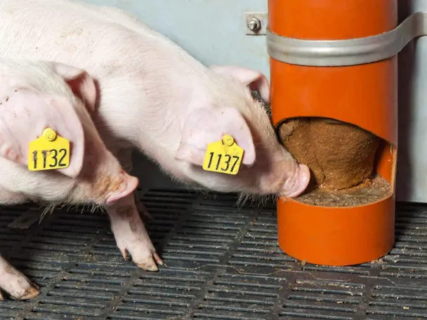Prosięta z SCHAUMANN SIXPIG Prosięta z SCHAUMANN SIXPIG