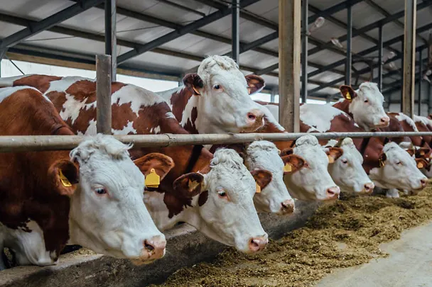 Bydło przy stole paszowym Bydło przy stole paszowym