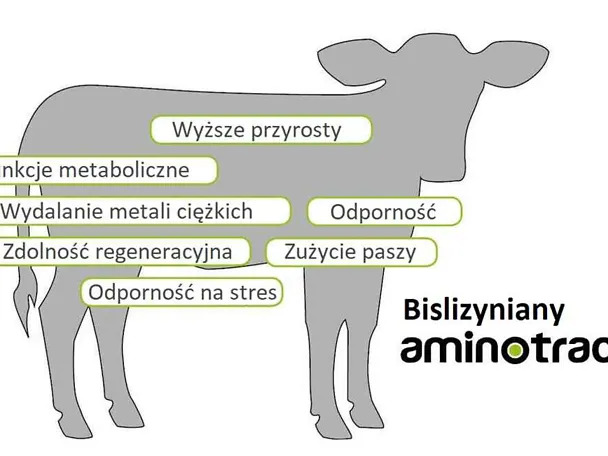Jak działa AMINOTRACE u cieląt