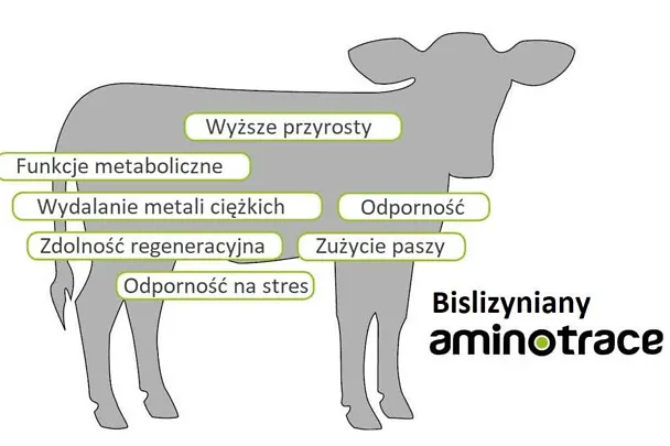 Główne kierunki działania bislizynianów AMINOTRACE