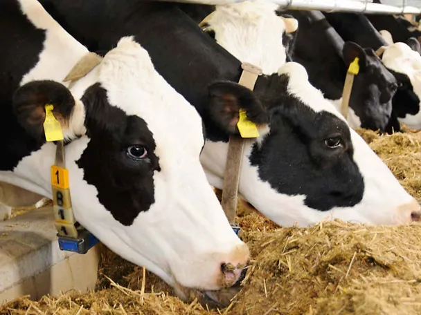 Krowy przy stole paszowym