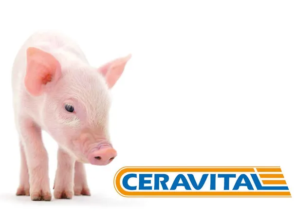 CERAVITAL w odchowie prosiąt CERAVITAL w odchowie prosiąt