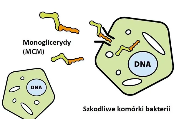 Monogllicerydy