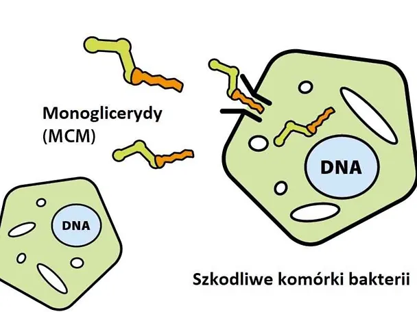 Monogllicerydy Monogllicerydy