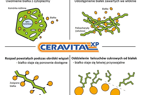 Wirkung von CERAVITAL XP Wirkung von CERAVITAL XP