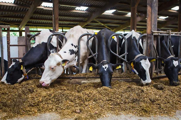 Krowy mleczne przy stole paszowym