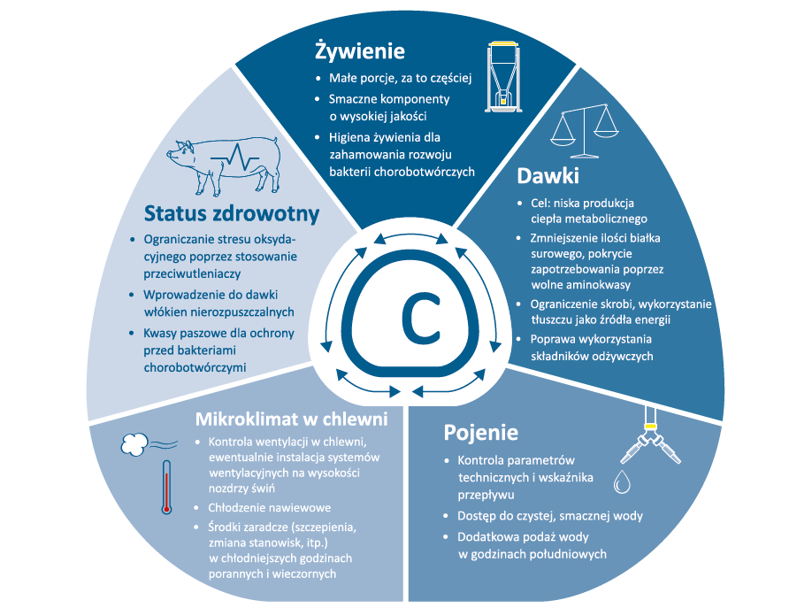 Jak walczyć ze stresem cieplnym u świń