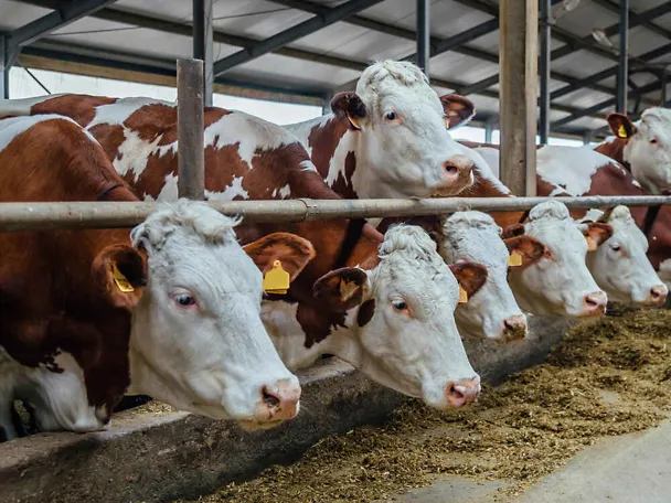 Bydło mleczne przy stole paszowym