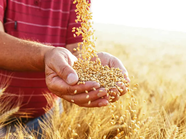 Zboże w rękach