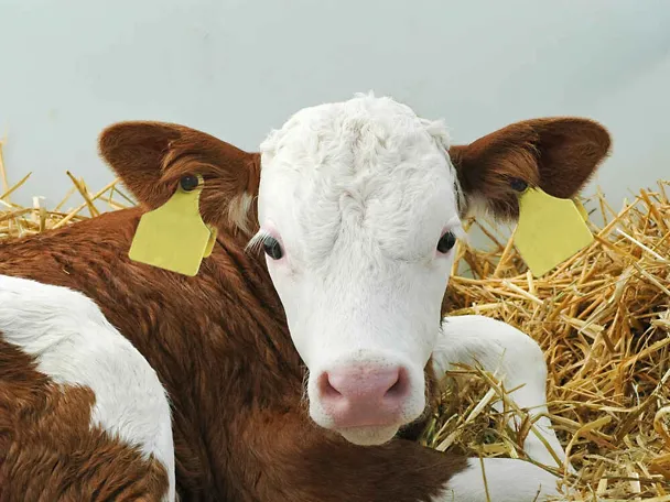 Cielę na słomie Cielę na słomie