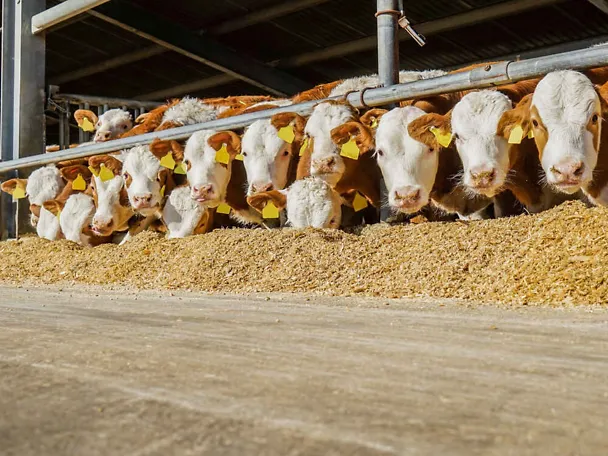 Opasy przy stole paszowym