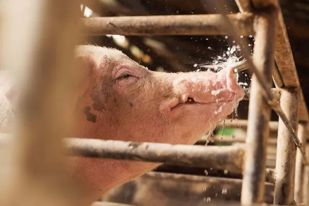 Schwein mit Wasser