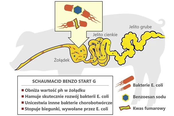 SCHAUMACID BENZO START G