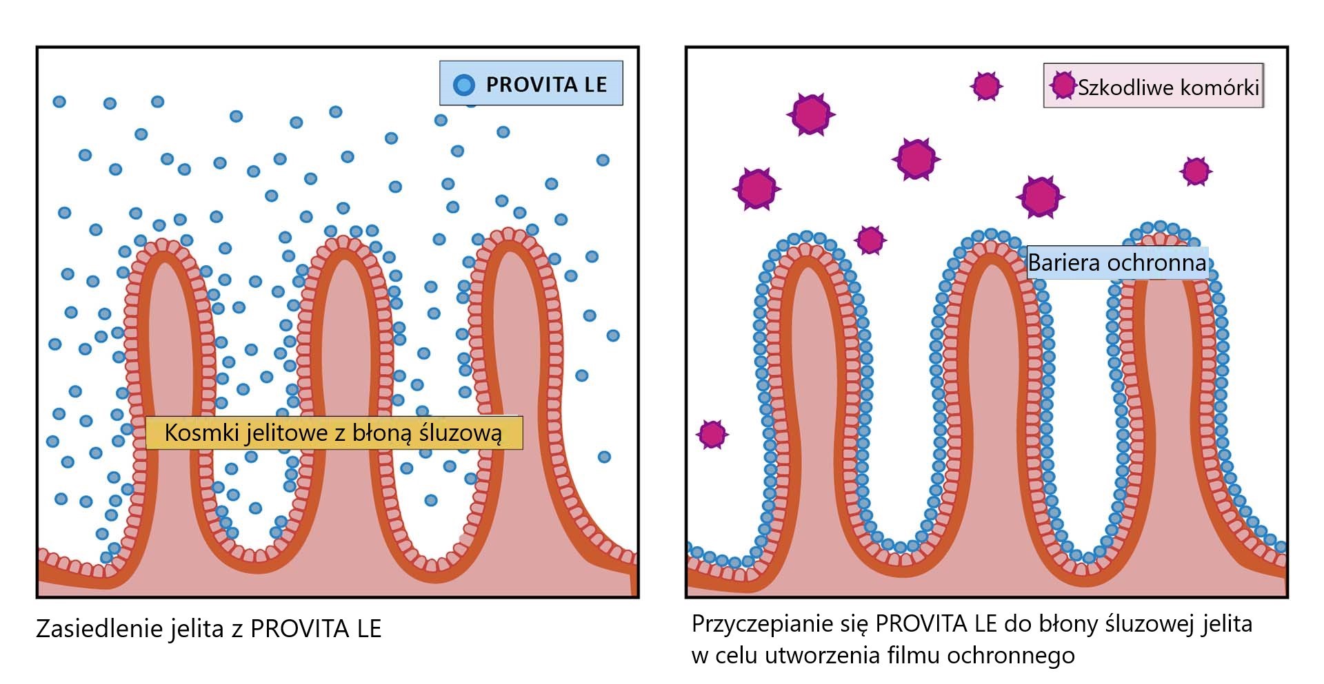Produkcja bariery ochronnej na błonie śluzowej jelita z PROVITA LE