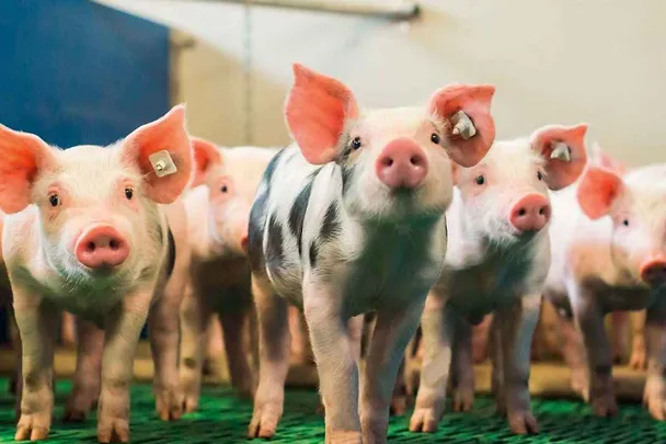 SCHAUMA PRO TAB wspomaga zdrowie odsadzanych prosiąt