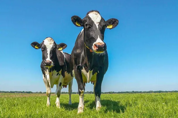 Stabilna wydajność mleczna latem z RINDAMIN BP