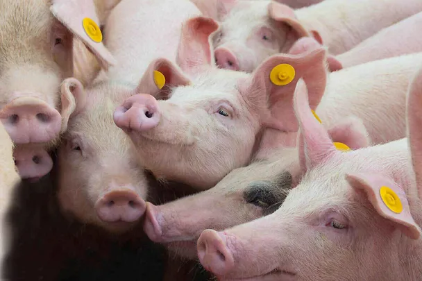 Stabilizacja prosiąt