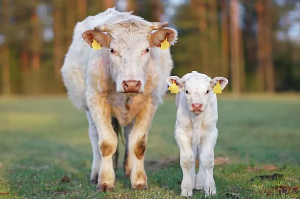Mutterkuh mit Kalb Mutterkuh mit Kalb