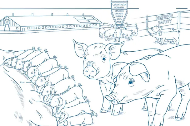 Odchów prosiąt z konceptem SCHAUMANN-a