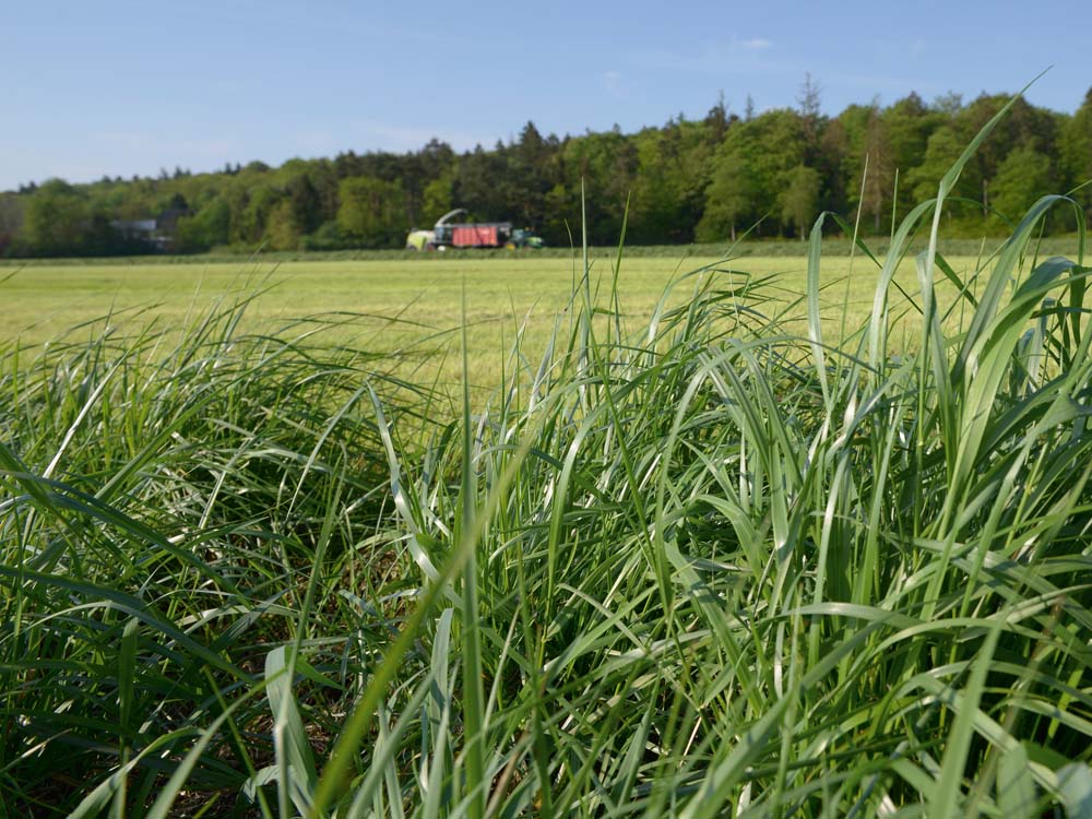 Grassilierung Grassilierung