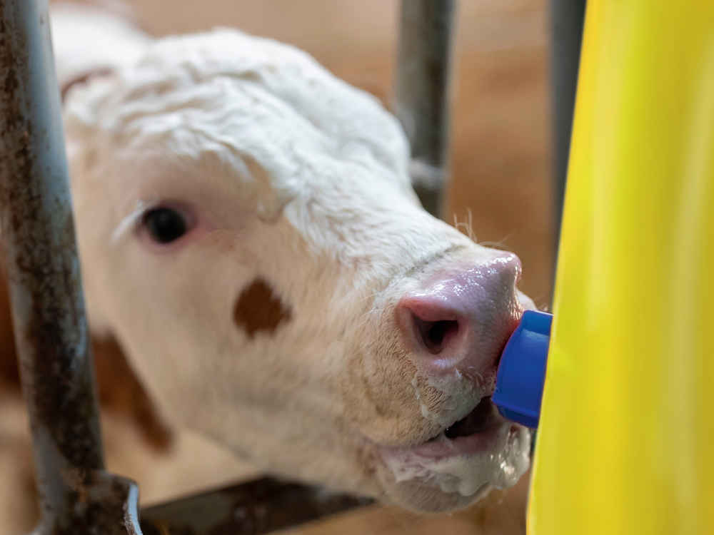 KALBI MILCH TOP S - Więcej bezpieczeństwa bez dodatkowego nakładu pracy w chłodnych porach roku