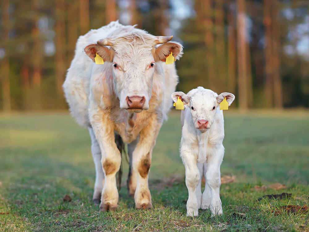 Zdrowe i bezpieczne zaopatrzenie krów mamek i ich cieląt