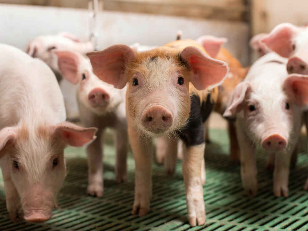 NATUPIG dla prosiąt - Zdrowe jelita, wydajne zwierzę