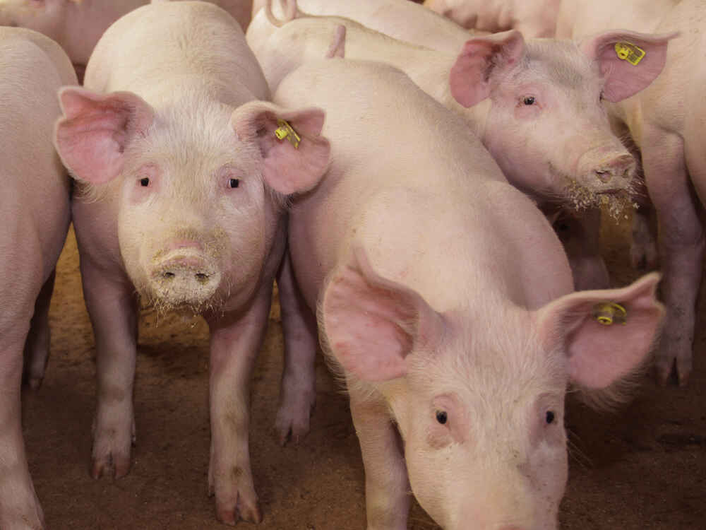 Schaumasan Premium wiąże toksyny i stabilizuje wydajność świń