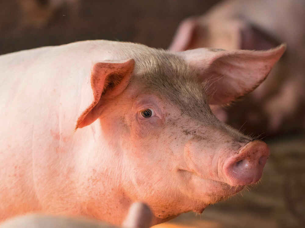 Stabilna wydajność mimo rosnących temperatur latem