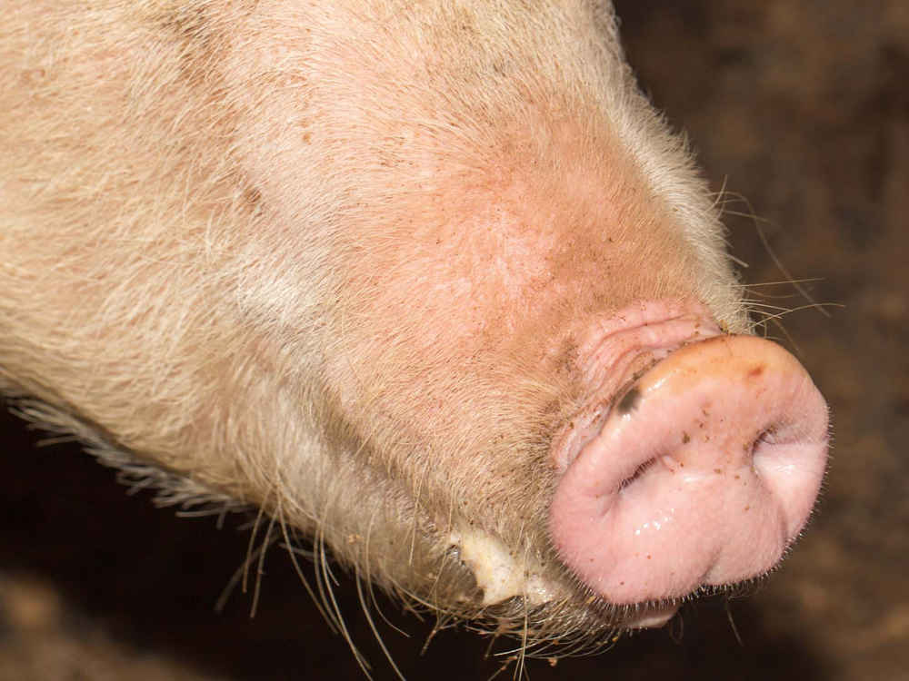 CELL TOP - Poczwórna ochrona świń przed stresem oksydacyjnym w okresie upałów
