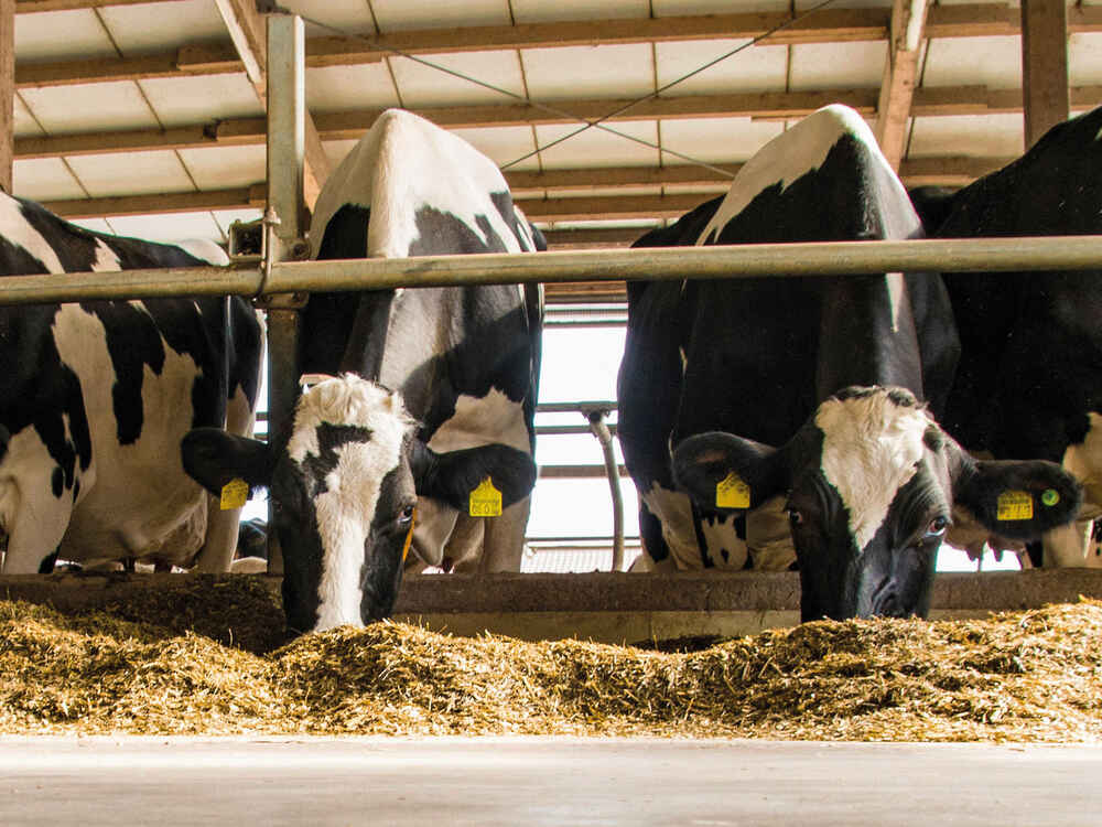 BONSILAGE FIT M dla wymiernie większej zdrowotności krów