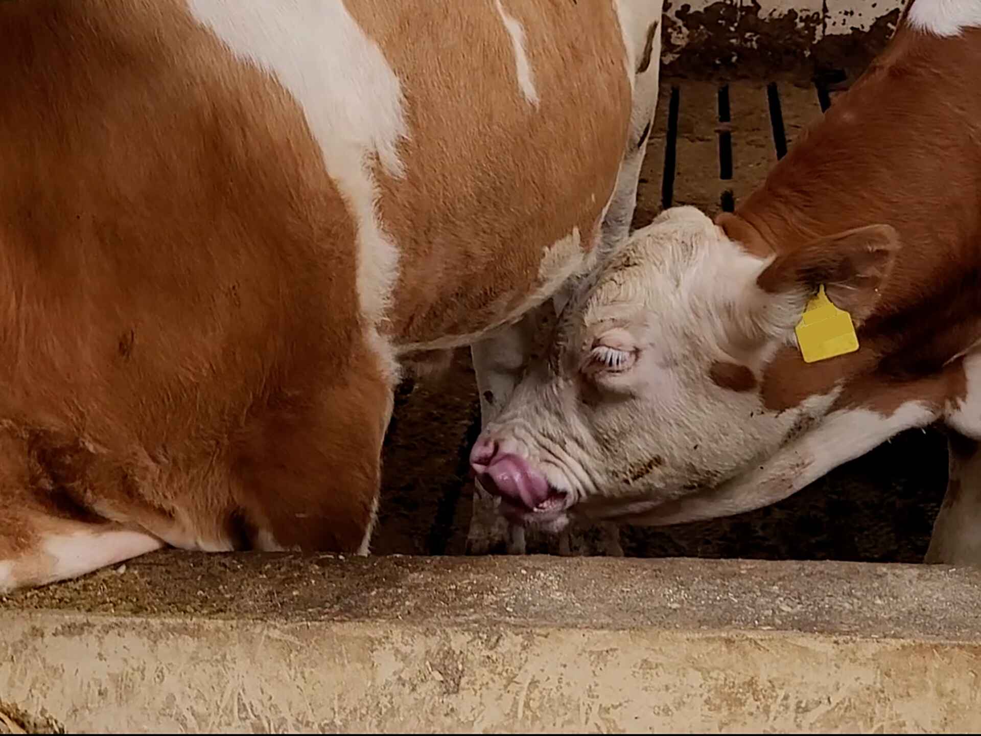 Fleckviehbulle im Stall beim Harnsaufen