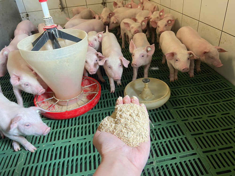 Stosowanie w ograniczonym zakresie porośniętego i zanieczyszczonego ziarna w żywieniu świń