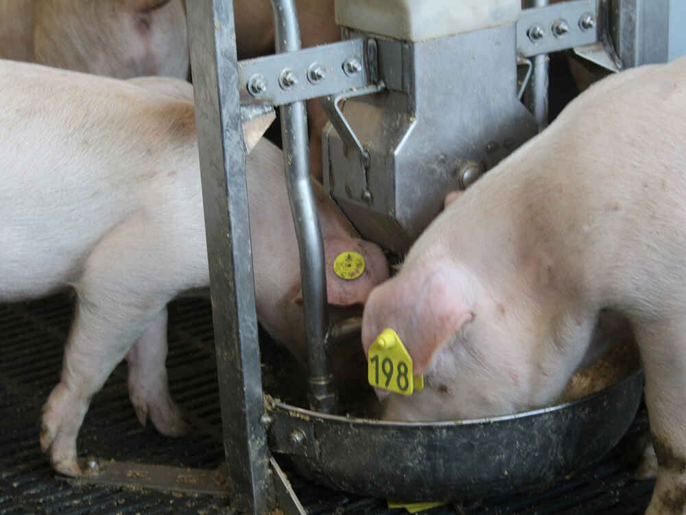 Poprawa wykorzystania paszy i wyższe dzienne przyrosty w tuczu świń z CERAGEL
